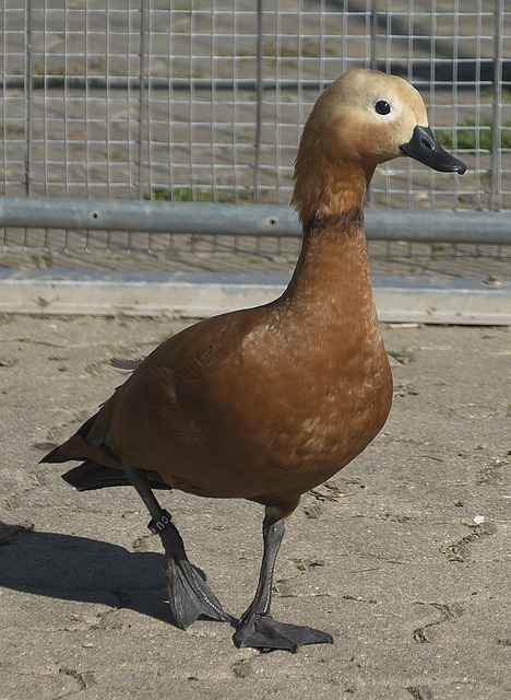 关于曼联主