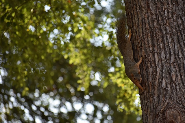 在洲际足球 在洲际足球
